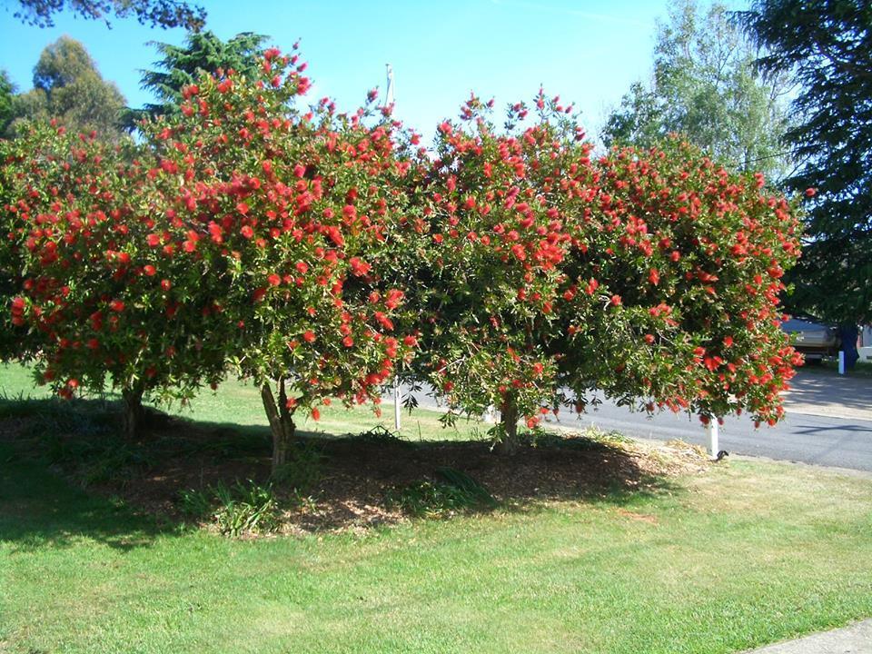 Rainbow Pines Tourist Caravan Park Adaminaby Esterno foto