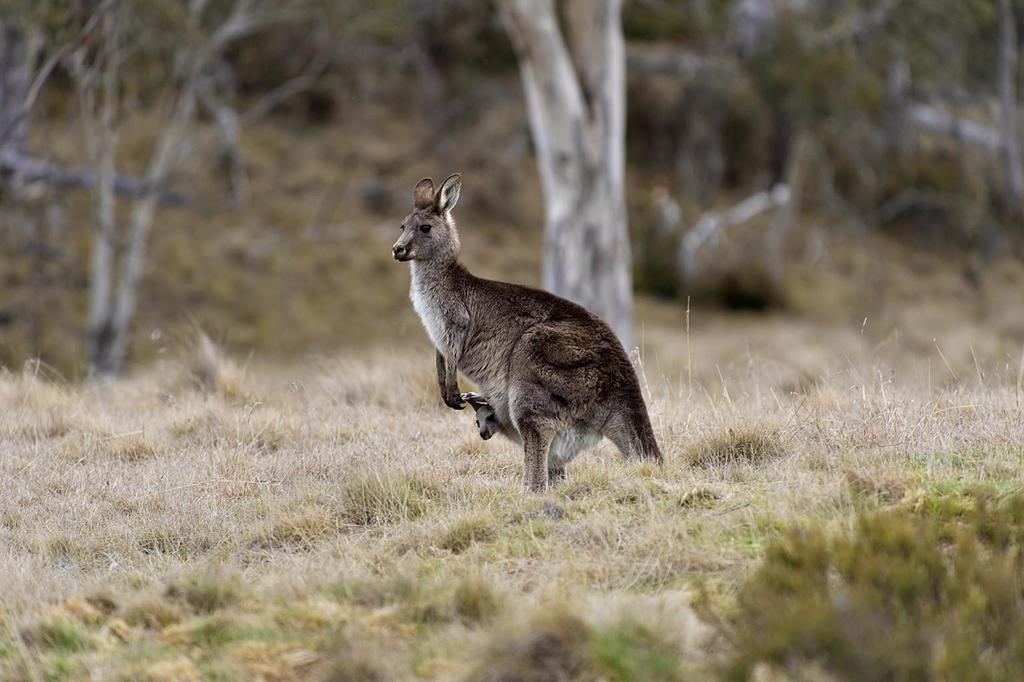 Rainbow Pines Tourist Caravan Park Adaminaby Esterno foto